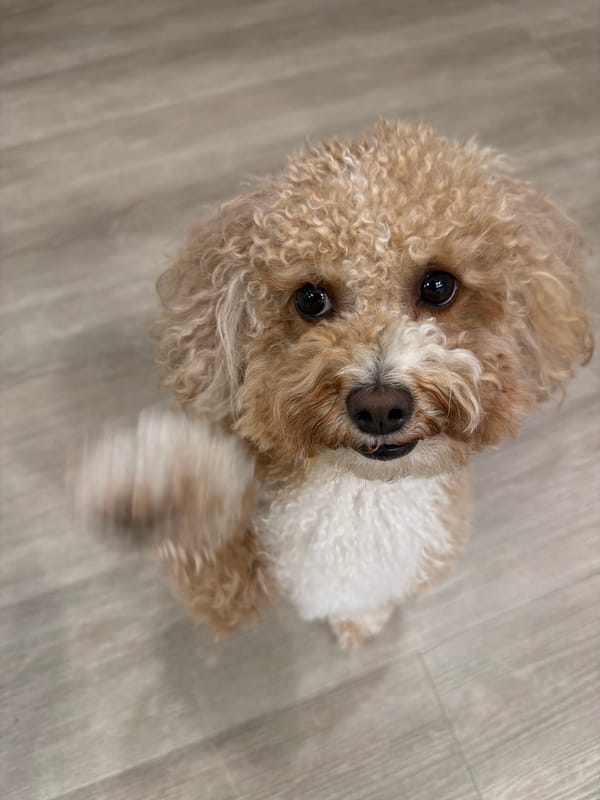 Poodle mix and a mirror selfie at home in Delray Beach
