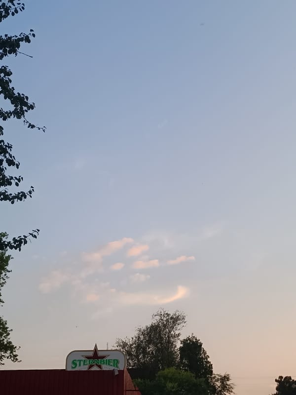 Park walk with a pit bull as golden hour fades