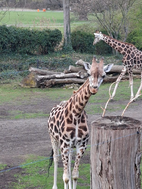 Animals observed at Leipzig Zoo during morning visit