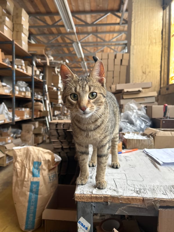 Cats spotted lounging in warehouse storage area