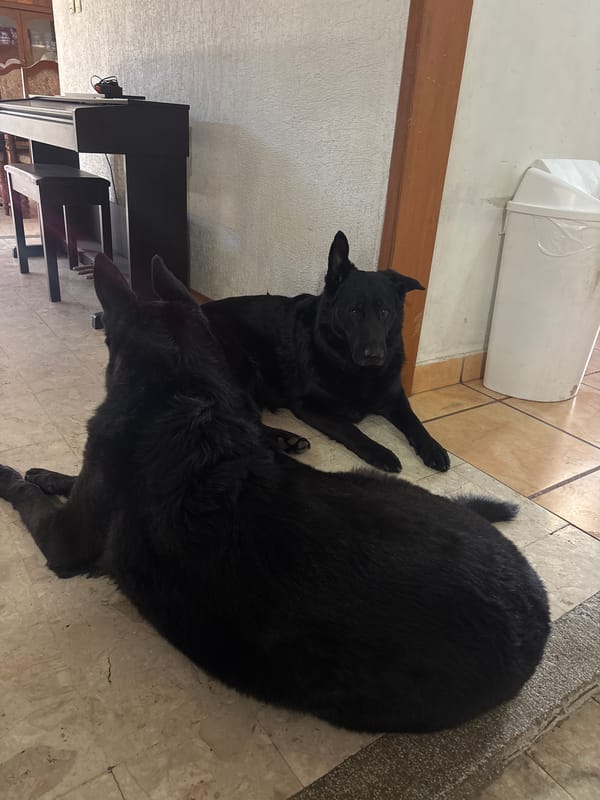 Home interior scenes with dogs captured in Cholula