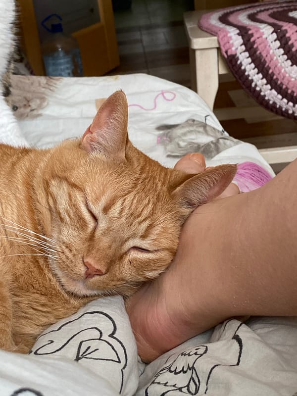 Cats Rest and Groom on Bed in Sevastopol