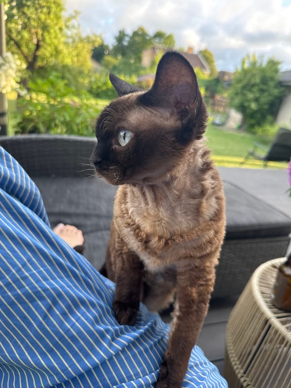 Devon Rex cat lounging outdoors in Carnikava on a July evening