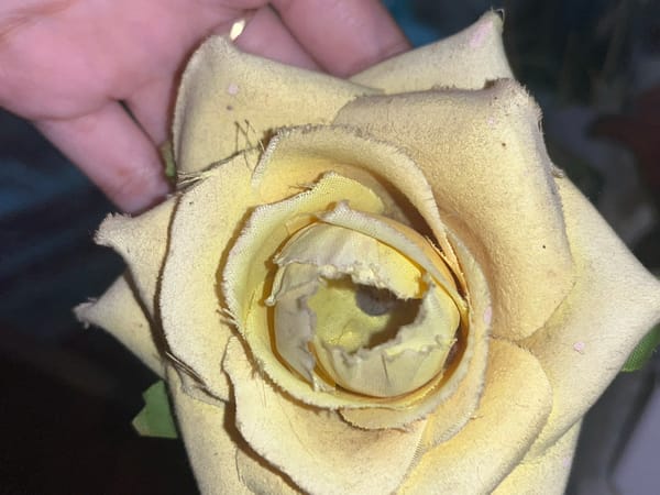 Domestic moments: sleeping cat, fabric rose, figurine collection documented