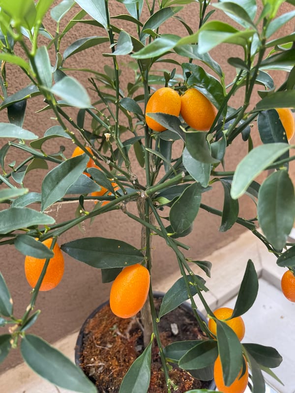 Morning balcony garden documentation in Podgorica, Montenegro