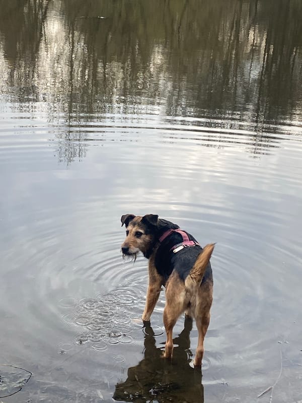 Dog in harness stands in shallow water in Moscow