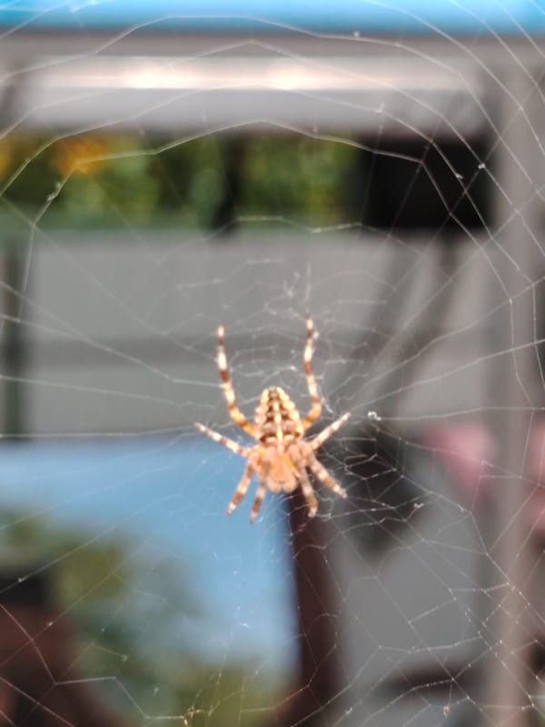 Macro shots of garden spiders and flowers in Ukraine