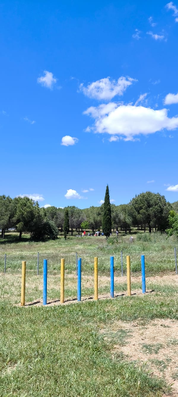 Dog enjoys agility training session at Ripollet park