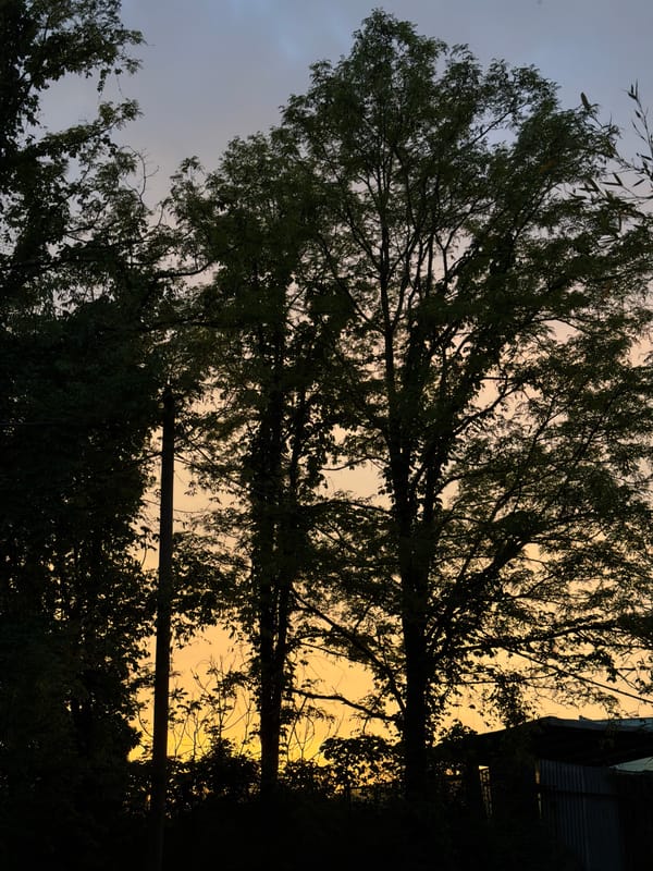 Evening observations in Milan capture decorated car, beetle, sunset