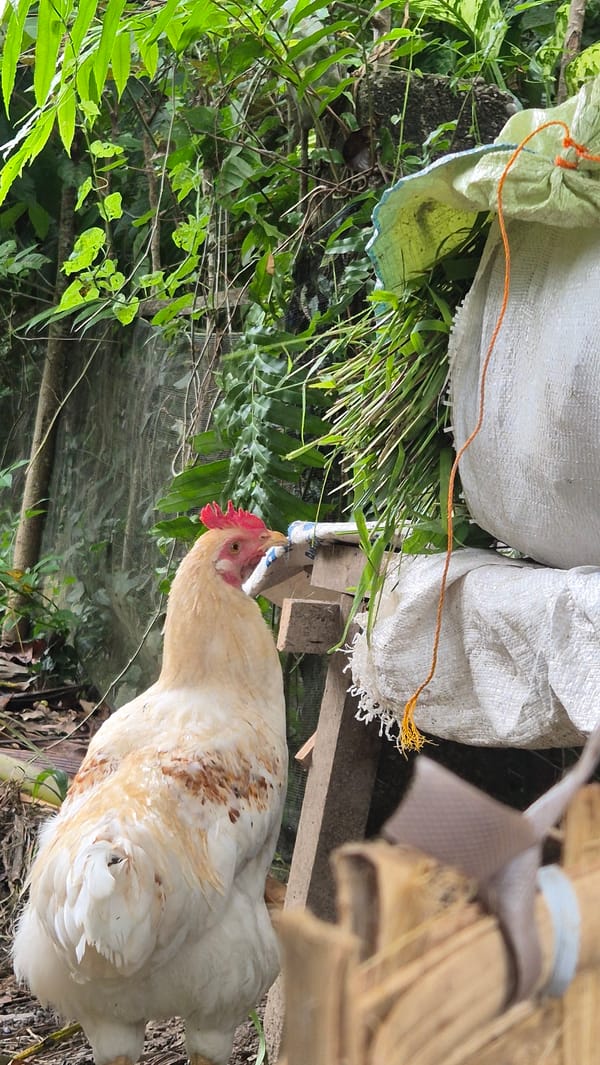 Goats and hens at a rural livestock pen in Mee, Indonesia