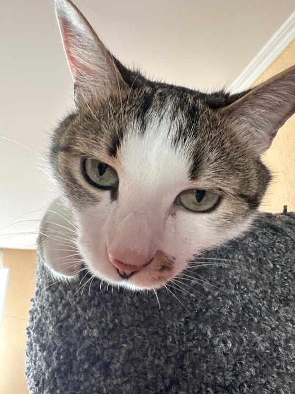 Cat photographed from below on carpet in Krasnoyarsk