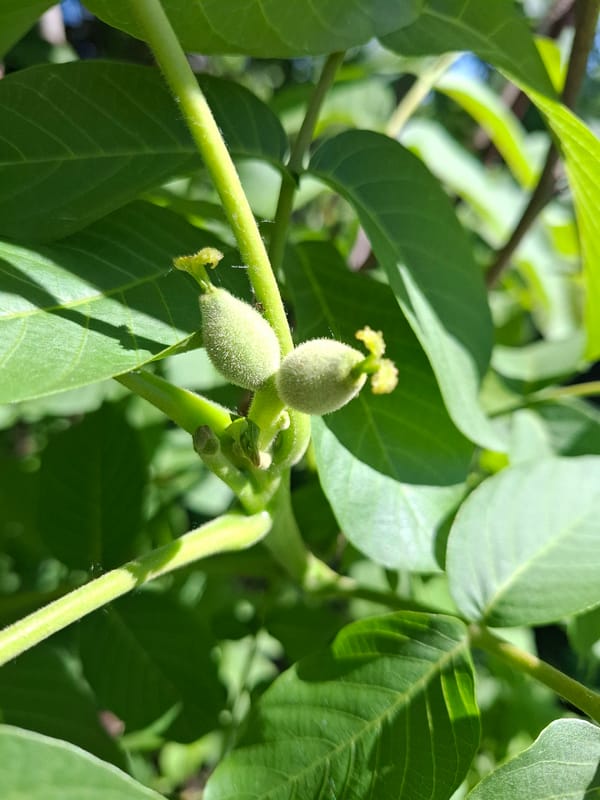 Early walnut fruit development observed in Khlevnoye, Russia