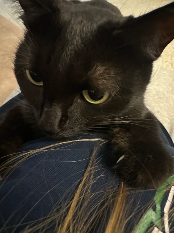 Black cat receives gentle petting during quiet indoor moment