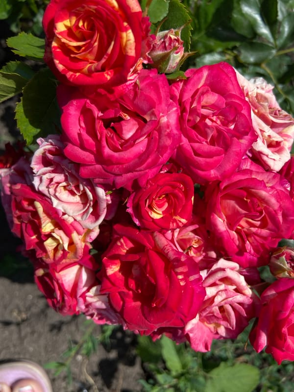 A home garden in full summer bloom, Rozkvit, Ukraine