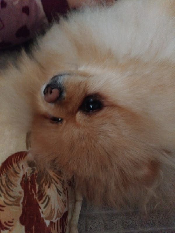 Pomeranian dog enjoys afternoon rest time in Bulgarian home