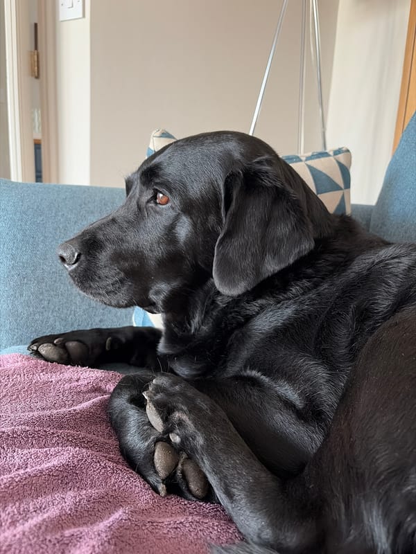 Black Labrador rests on sofa in East Suffolk home