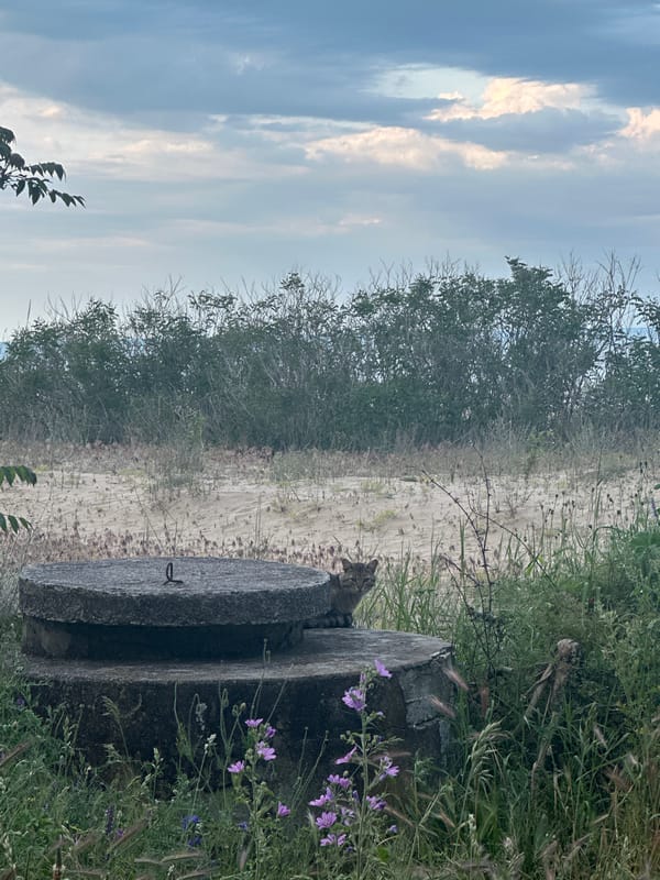 Tabby cat rests on flower-adorned concrete structure in Bulgaria