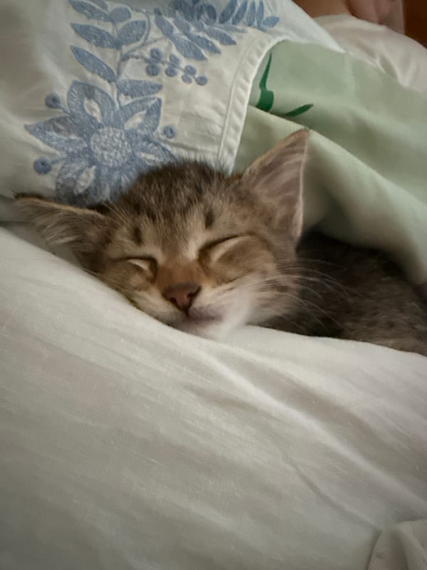 Woman and kitten share peaceful afternoon moments together