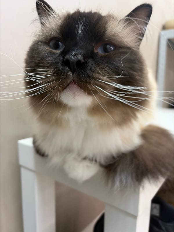 Portrait of long-haired cat photographed in Rijswijk