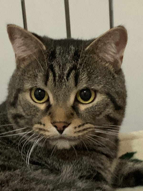 Tabby cat photographed with tilted head in Stavropol