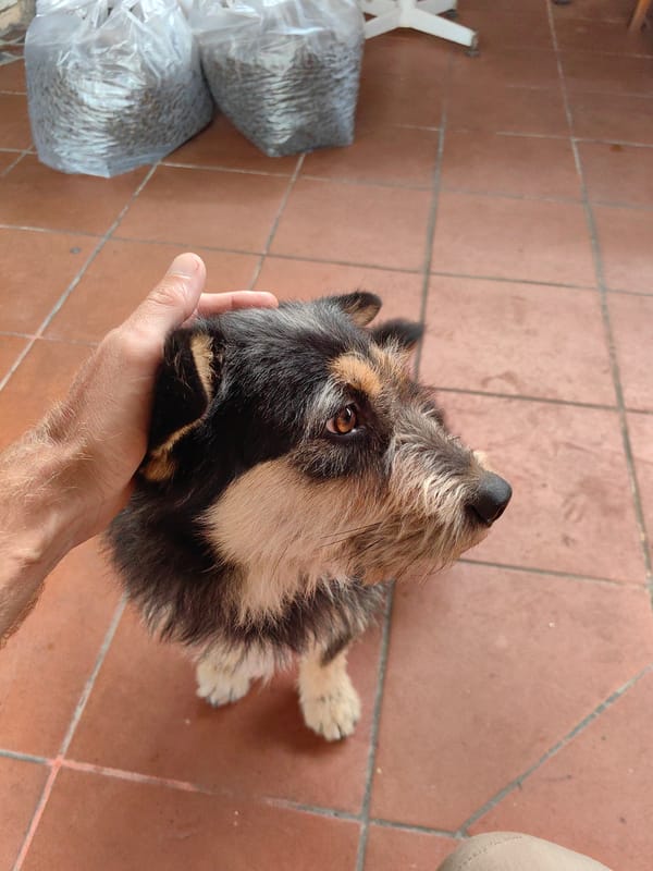 Dog plays and rests with owner in Lạng Sơn