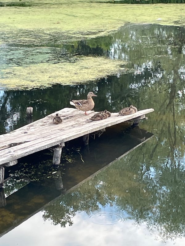 Mallard family resting and swimming by a wooden dock