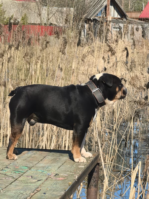 Dog enjoys morning pier visit in rural Russia