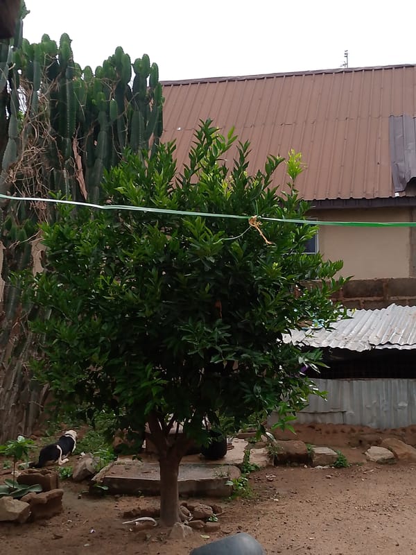 Daily life moments captured across rural residential areas