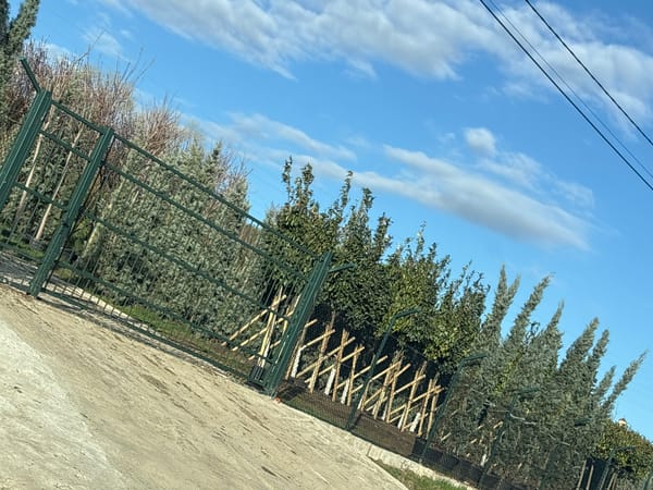 Early morning drive captures overgrown urban infrastructure in Tbilisi
