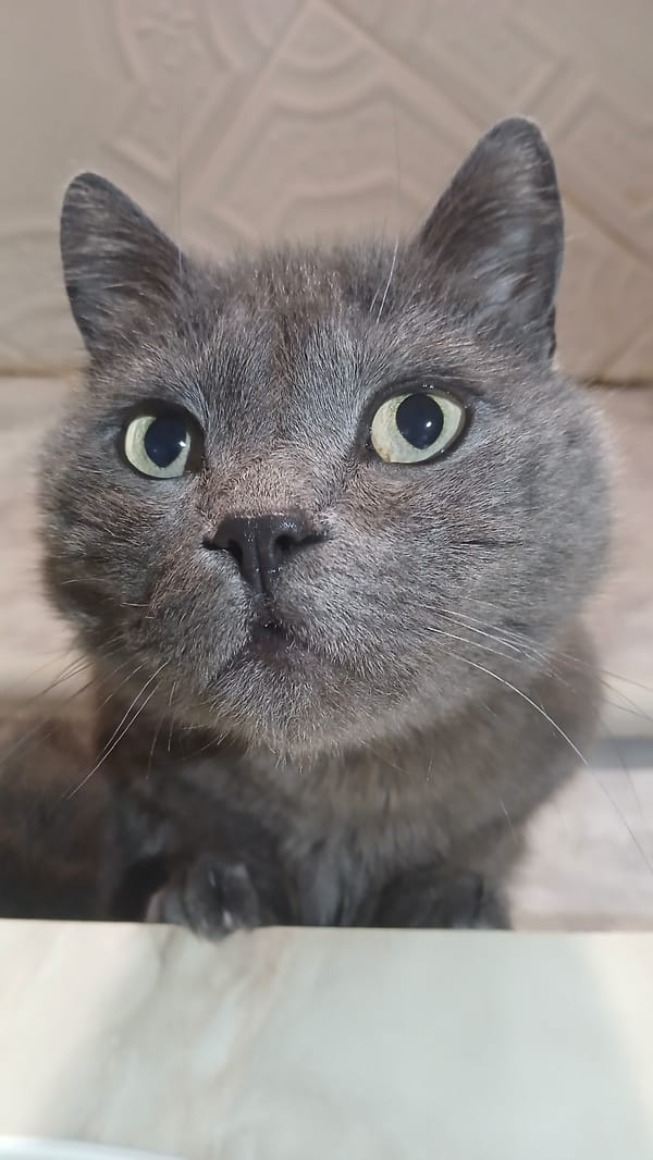 Mixed digital memories: cat photo, social post, Cobain tribute