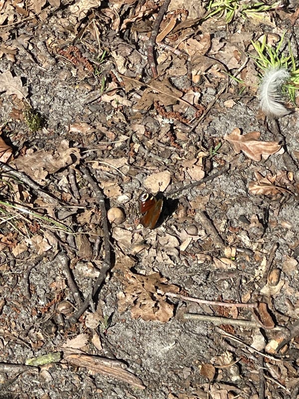 Berlin resident documents butterfly and ducks during midday nature walk