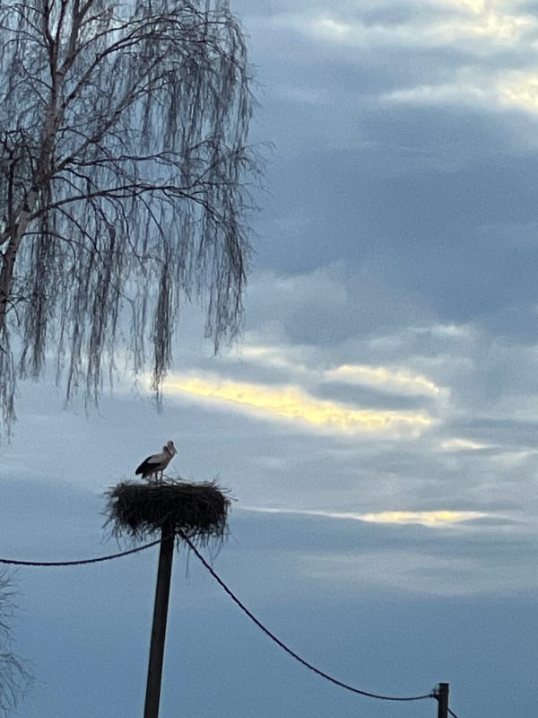 Stork spotted nesting on utility pole in Riga