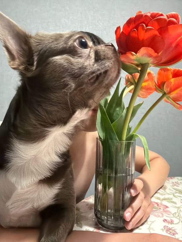 Children and pets photographed with tulips in Votkinsk home