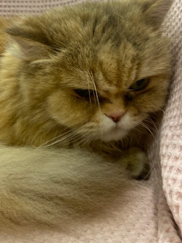 Cat photography session documented in Kazan apartment