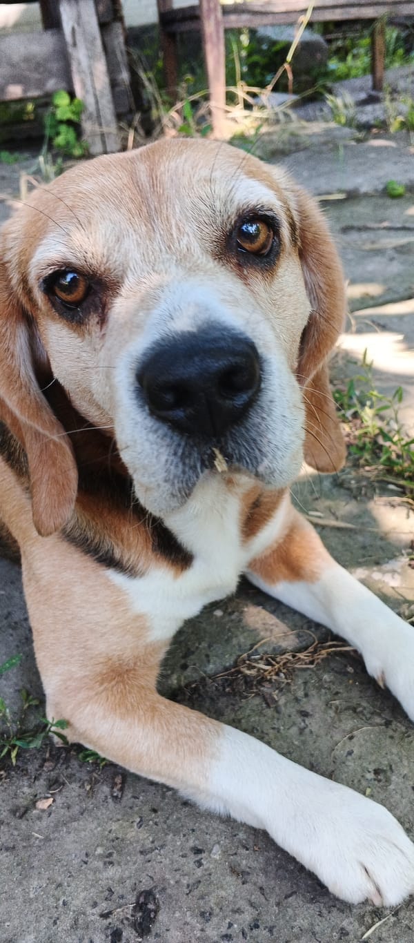 Beagle dogs observed exploring outdoor spaces in Smila, Ukraine