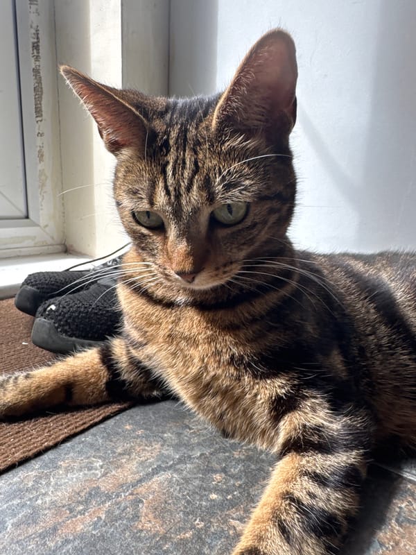 Multiple cats spotted around Desborough home during morning hours