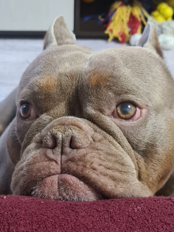 Bulldog-type dog chilling out, shot from every angle