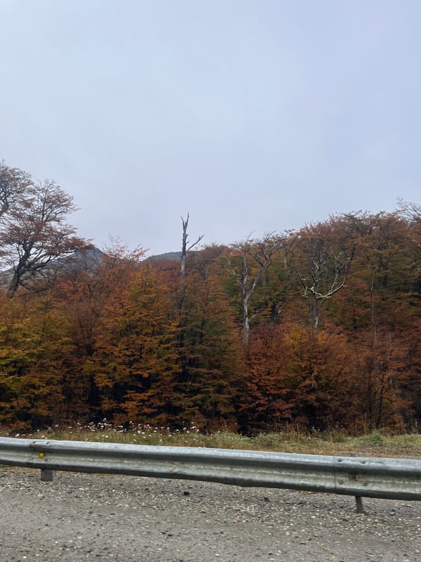 Roadside guardrail and forest documented in Argentina