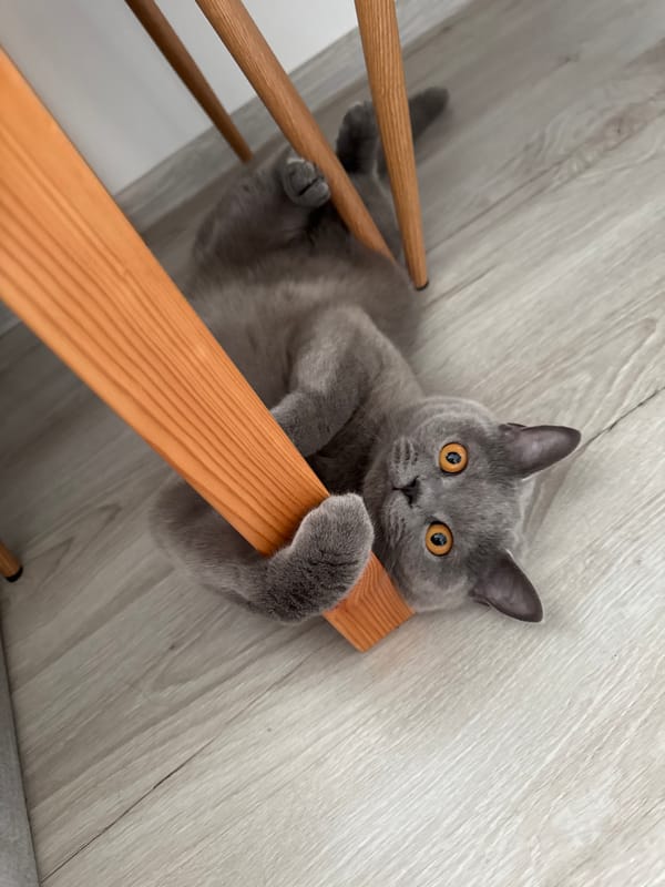 British Shorthair cat at home in Zielona Góra