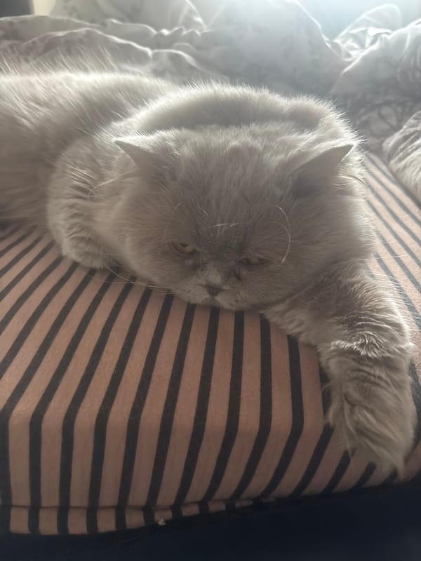 Gray cat rests on striped bedding in Bulgarian home