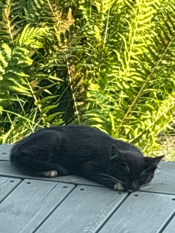 Cats, garden, and morning coffee at a Zvenigorod dacha