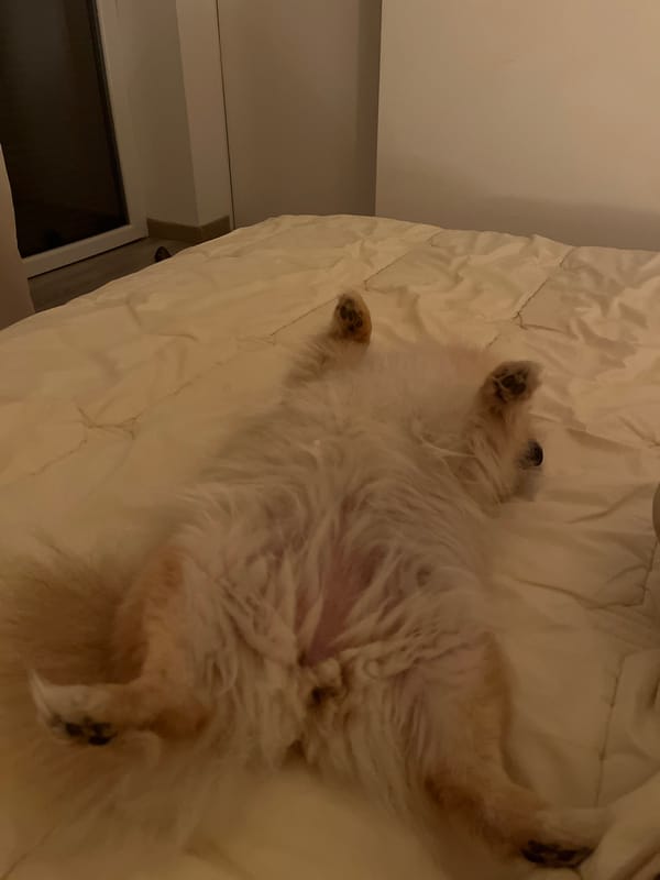 Fluffy dog relaxes on back in French bedroom