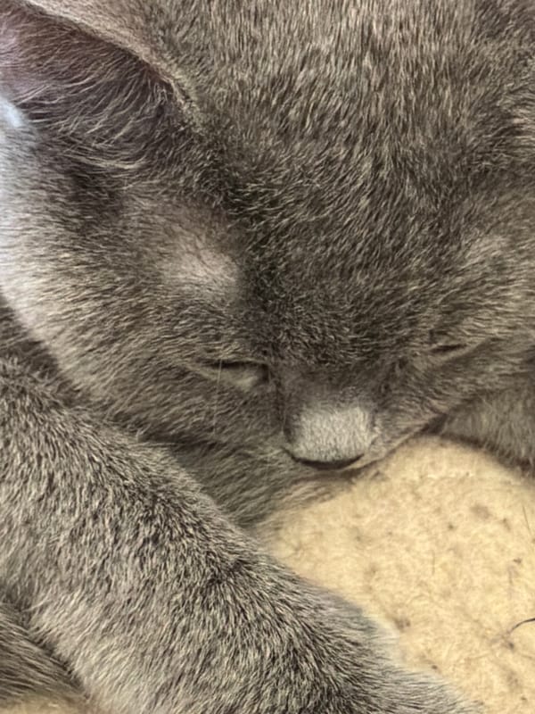 Gray cat photographed resting peacefully at undisclosed location