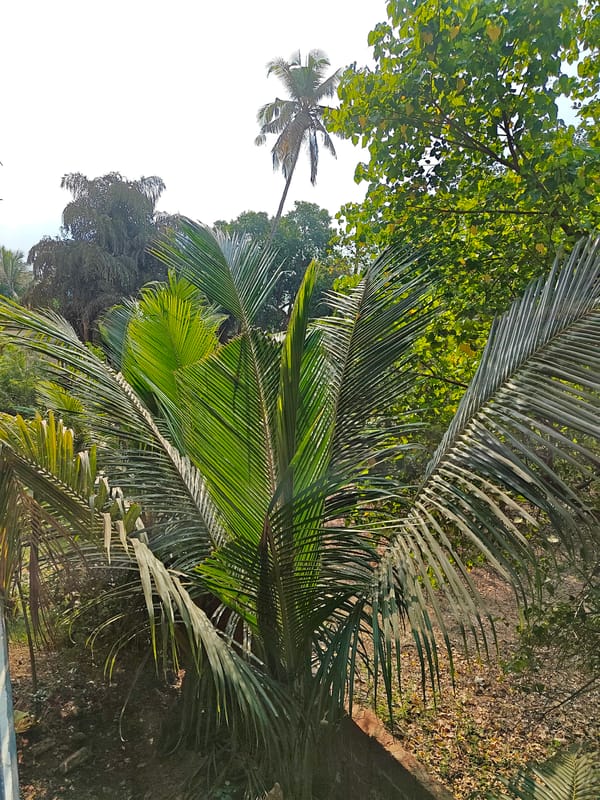 Coconut palm and tropical vegetation captured in Arambol