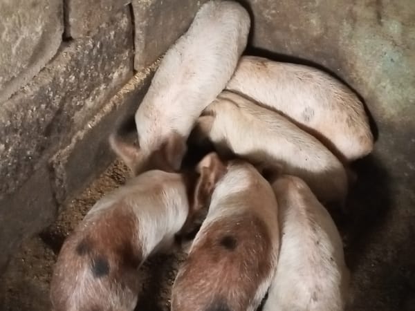 Piglets feeding and ornamental plants documented in Jos, Nigeria