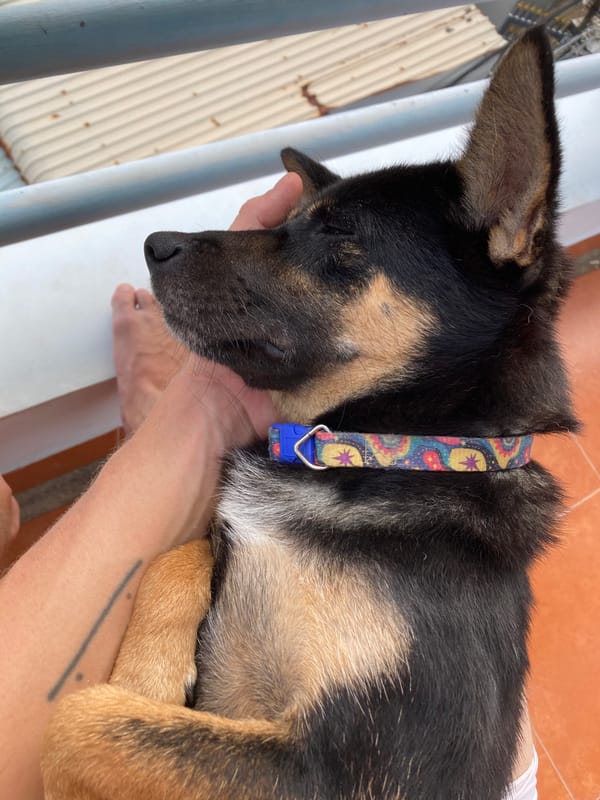 Dogs captured in everyday moments across Vietnamese coastal towns