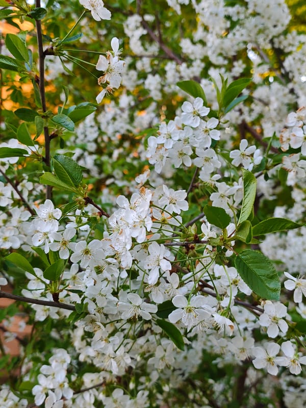 Spring blossoms documented in Vinnytsia, Ukraine