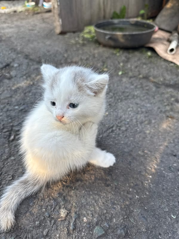 Stray kittens on the streets of Kamensk-Uralsky