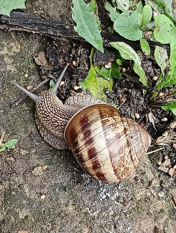Garden wildlife activity observed during early morning hours