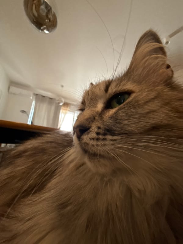 Long-haired tabby cat photographed multiple times in close-up shots